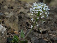 Noccaea caerulescens ssp calaminaris