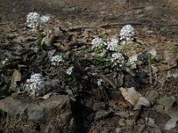 Noccaea caerulescens ssp calaminaris 2, Zinkboerenkers, Saxifraga-Ed Stikvoort