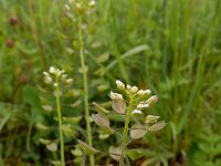 Noccaea perfoliata 2, Doorgroeide boerenkers, Saxifraga-Ed Stikvoort
