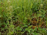 Noccaea perfoliata 5, Doorgroeide boerenkers, Saxifraga-Ed Stikvoort