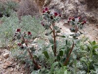 Nonea armeniaca 4, Saxifraga-Ed Stikvoort : Haghpat - Stepanapan - Gyumri s9900