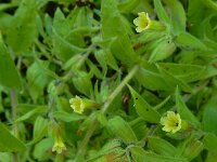Nonea lutea 9, Geel monnikskruid, Saxifraga-Ed Stikvoort : geel monnikskruid Den Haag