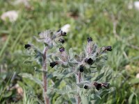 Nonea pulla 2, Saxifraga-Dirk Hilbers