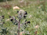 Nonea pulla 3, Saxifraga-Dirk Hilbers
