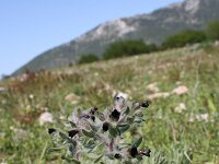Nonea pulla 4, Saxifraga-Dirk Hilbers