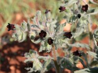 Nonea pulla 5, Saxifraga-Dirk Hilbers