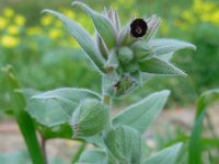 Nonea vesicaria 4, Saxifraga-Ed Stikvoort