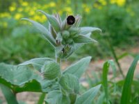 Nonea vesicaria 5, Saxifraga-Ed Stikvoort