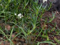 Nothoscordum gracile 2, Saxifraga-Ed Stikvoort