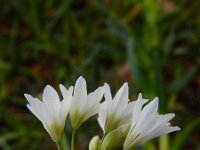 Nothoscordum gracile 3, Saxifraga-Ed Stikvoort