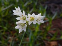 Nothoscordum gracile 4, Saxifraga-Ed Stikvoort