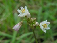 Nothoscordum gracile 5, Saxifraga-Ed Stikvoort