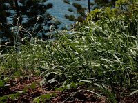 Nothoscordum gracile 7, Saxifraga-Ed Stikvoort