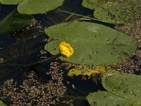 Nuphar lutea 10, Gele plomp, Saxifraga-Jan van der Straaten