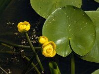Nuphar lutea 11, Gele plomp, Saxifraga-Jan van der Straaten