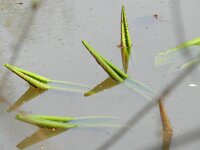 Nuphar lutea 12, Gele plomp, Saxifraga-Rutger Barendse
