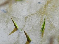 Nuphar lutea 13, Gele plomp, Saxifraga-Rutger Barendse