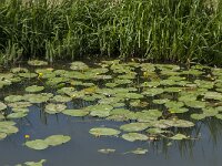 Nuphar lutea 17, Gele plomp, Saxifraga-Jan van der Straaten