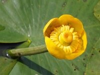 Nuphar lutea 21, Gele plomp, Saxifraga-Sonja Bouwman