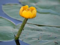 Nuphar lutea 22, Gele plomp, Saxifraga-Tom Heijnen