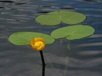 Nuphar lutea 23, Gele plomp, Saxifraga-Ed Stikvoort : jura2010