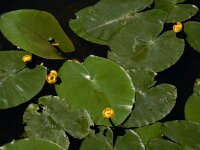 Nuphar lutea 24, Gele plomp, Saxifraga-Ed Stikvoort