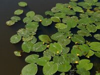 Nuphar lutea 28, Gele plomp, Saxifraga-Ed Stikvoort