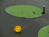 Nuphar lutea 30, Gele plomp, Saxifraga-Ed Stikvoort