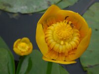 Nuphar lutea 31, Gele plomp, Saxifraga-Ed Stikvoort