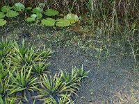 Nuphar lutea 4, Gele plomp, Saxifraga-Hans Boll