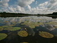 Nuphar lutea 6, Gele plomp, Saxifraga-Dirk Hilbers