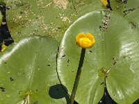 Nuphar lutea 8, Gele plomp, Saxifraga-Jan van der Straaten