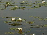 Nymphaea alba 10, Witte waterlelie, Saxifraga-Jan van der Straaten