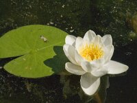 Nymphaea alba 11, Witte waterlelie, Saxifraga-Jan van der Straaten