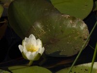 Nymphaea alba 12, Witte waterlelie, Saxifraga-Jan van der Straaten