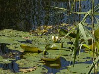 Nymphaea alba 13, Witte waterlelie, Saxifraga-Jan van der Straaten