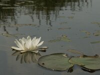Nymphaea alba 14, Witte waterlelie, Saxifraga-Jan van der Straaten