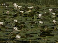 Nymphaea alba 15, Witte waterlelie, Saxifraga-Jan van der Straaten