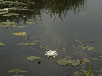 Nymphaea alba 16, Witte waterlelie, Saxifraga-Jan van der Straaten