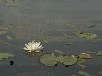 Nymphaea alba 17, Witte waterlelie, Saxifraga-Jan van der Straaten