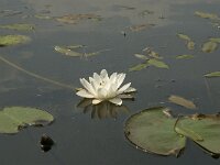 Nymphaea alba 18, Witte waterlelie, Saxifraga-Jan van der Straaten