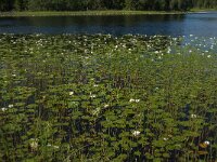 Nymphaea alba 19, Witte waterlelie, Saxifraga-Jan van der Straaten