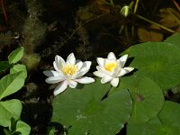 Nymphaea alba 2, Witte waterlelie, Saxifraga-Willem van Kruijsbergen