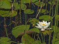 Nymphaea alba 20, Witte waterlelie, Saxifraga-Jan van der Straaten