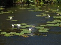 Nymphaea alba 21, Witte waterlelie, Saxifraga-Hans Dekker