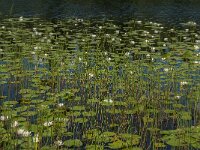 Nymphaea alba 22, Witte waterlelie, Saxifraga-Jan van der Straaten