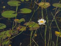 Nymphaea alba 23, Witte waterlelie, Saxifraga-Jan van der Straaten