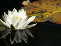 Nymphaea alba 24, Witte waterlelie, Saxifraga-Jelmer Reyntjes  Nationale Beeldbank : Nymphaea alba, bloem, plant, water, waterplant, witte waterlelie