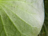 Nymphaea alba 25, Witte waterlelie, Saxifraga-Rutger Barendse