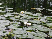 Nymphaea alba 26, Witte waterlelie, Saxifraga-Rutger Barendse